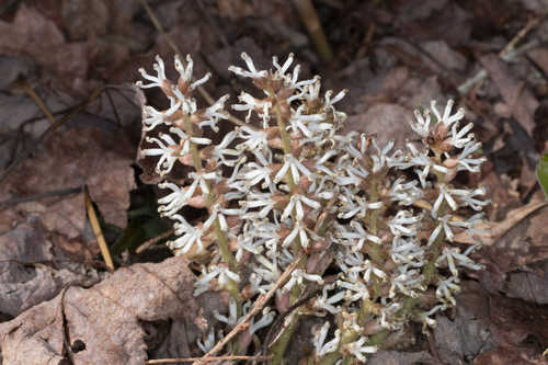 Pachysandra procumbens #33